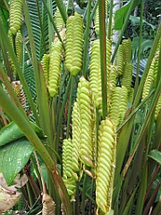 076 Cairns Botanic Gardens
